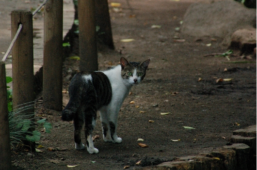 猫