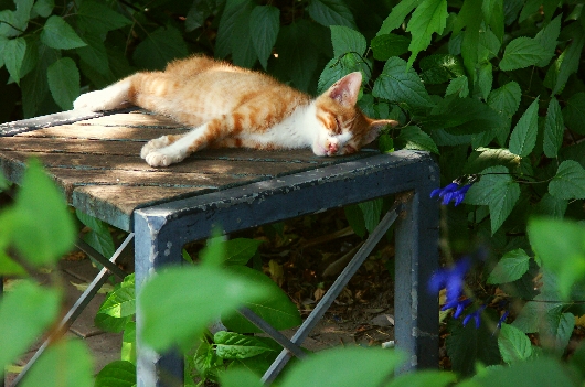 猫