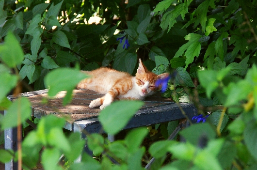 猫
