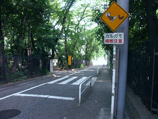 カルガモ横断注意