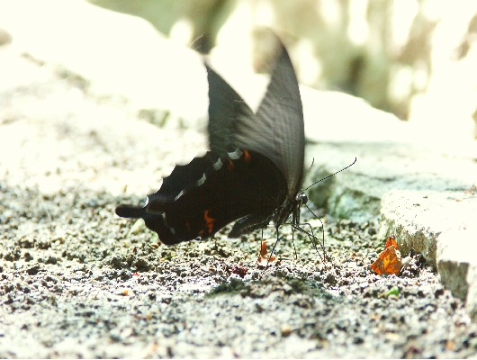 カラスアゲハ