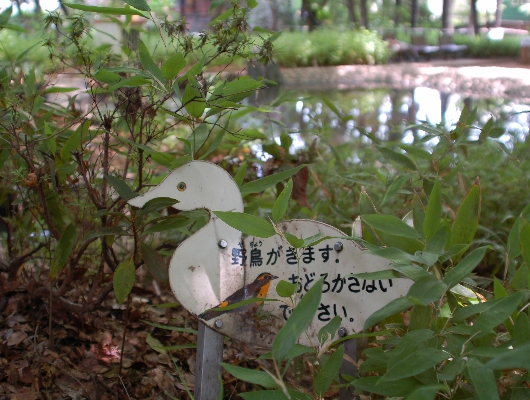 野鳥の森公園