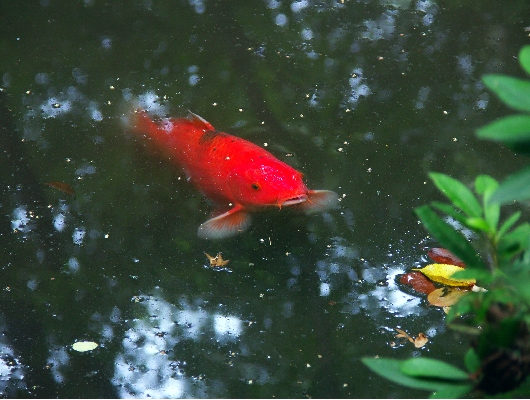 アカ