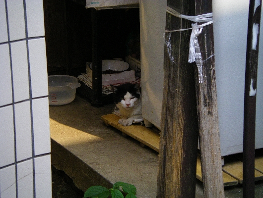 にゃんこ
