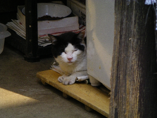 にゃんこ
