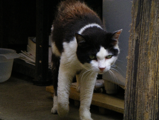にゃんこ