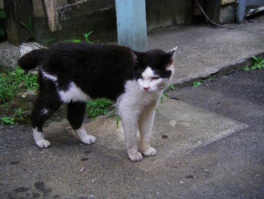 にゃんこ
