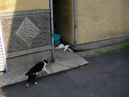 にゃんこ