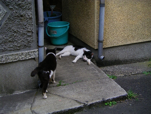にゃんこ