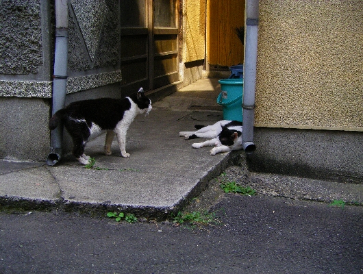 にゃんこ