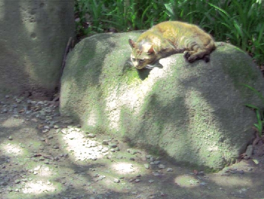 猫