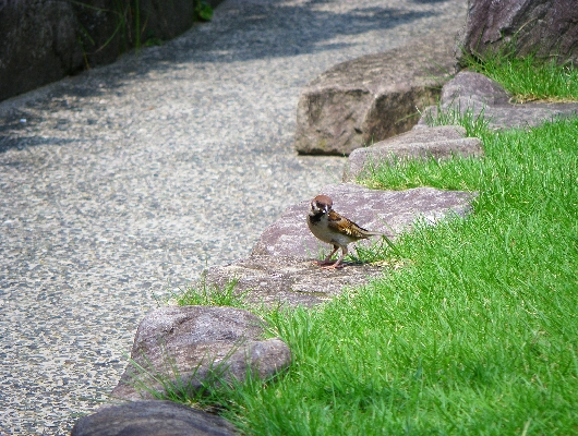すずめ