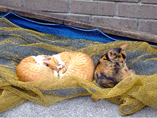 ネット猫
