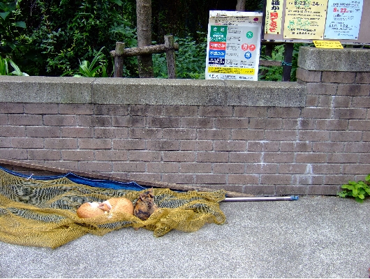 ネット猫