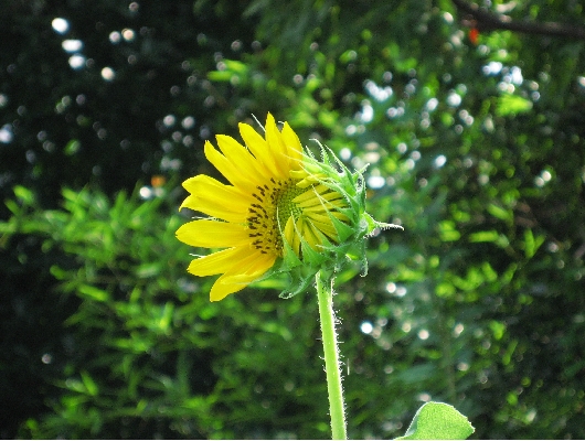 ひまわり