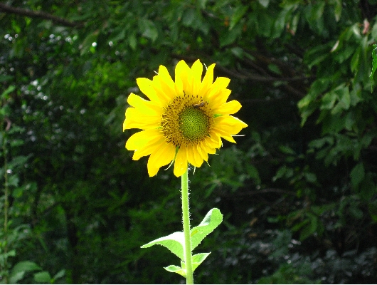 ひまわり
