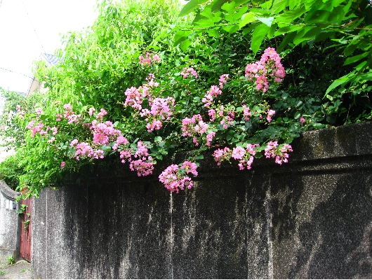 さるすべり