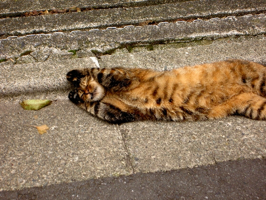 トラ