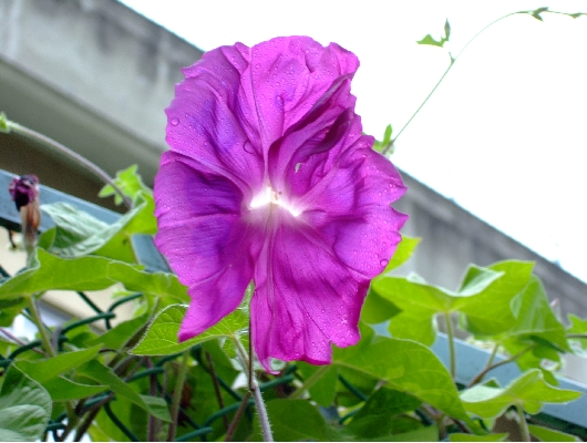 はな