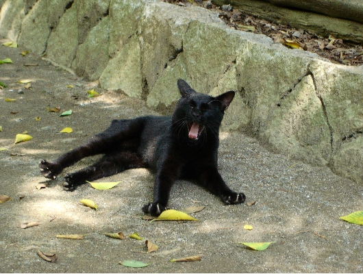 クロ