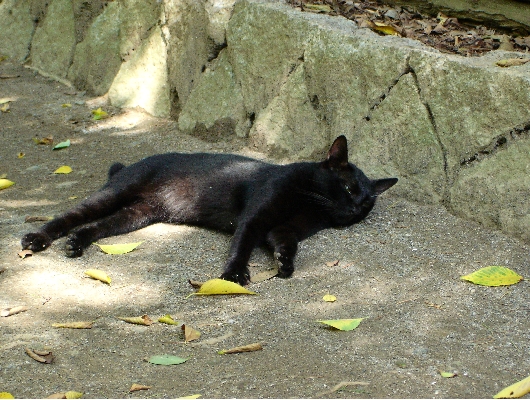 クロ