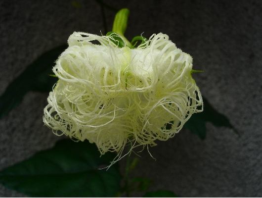 烏瓜の花