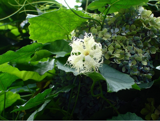 烏瓜の花