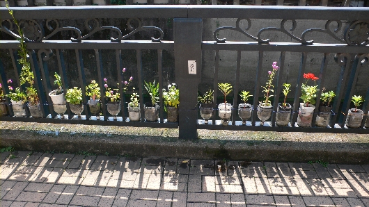 妙正寺川