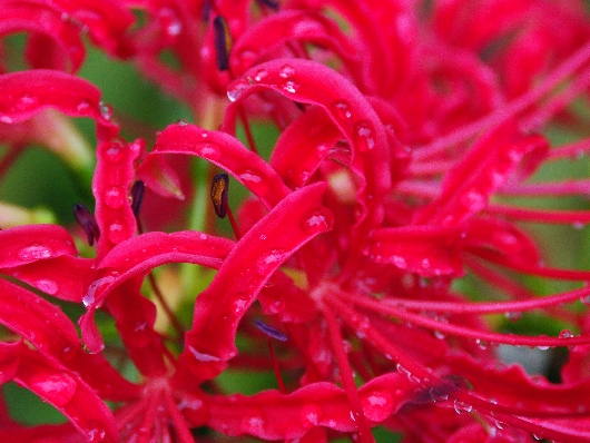 彼岸花