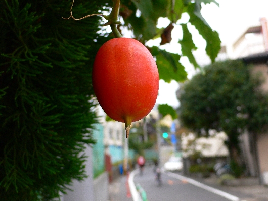 からすうり