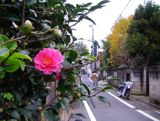 サザンカ