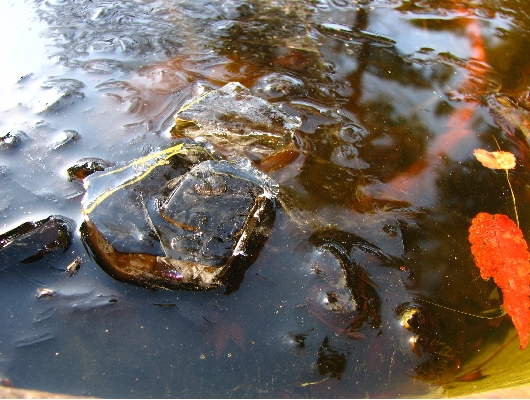 氷