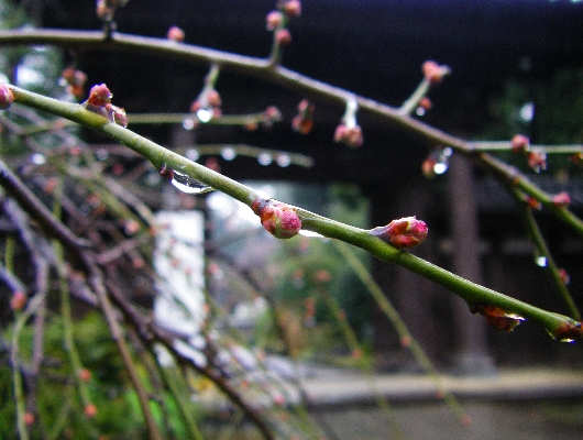 しだれ梅