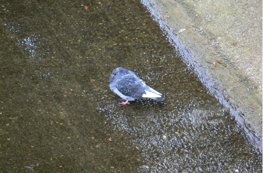 ハト