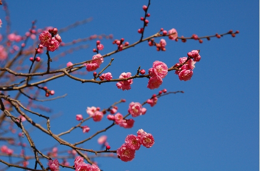 梅