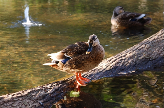 カルガモ