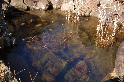 池の氷