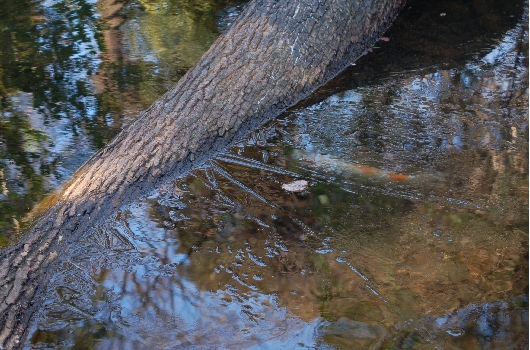 池の氷