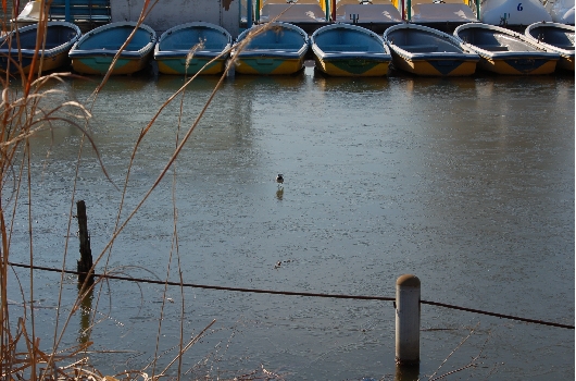 池の氷