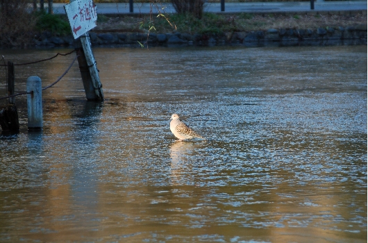 池の氷