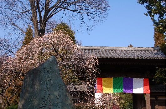 しだれ梅