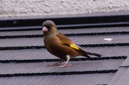 カワラヒワ