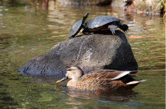 カメとカモ