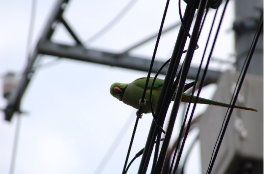 ワカケホンセイインコ