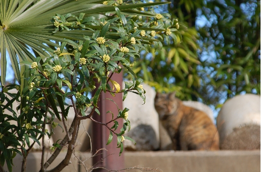 沈丁花