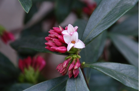 沈丁花