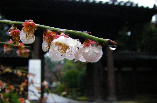梅
