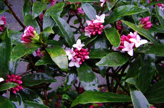 沈丁花