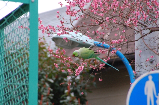 ワカケホンセイインコ