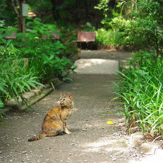にゃんこ